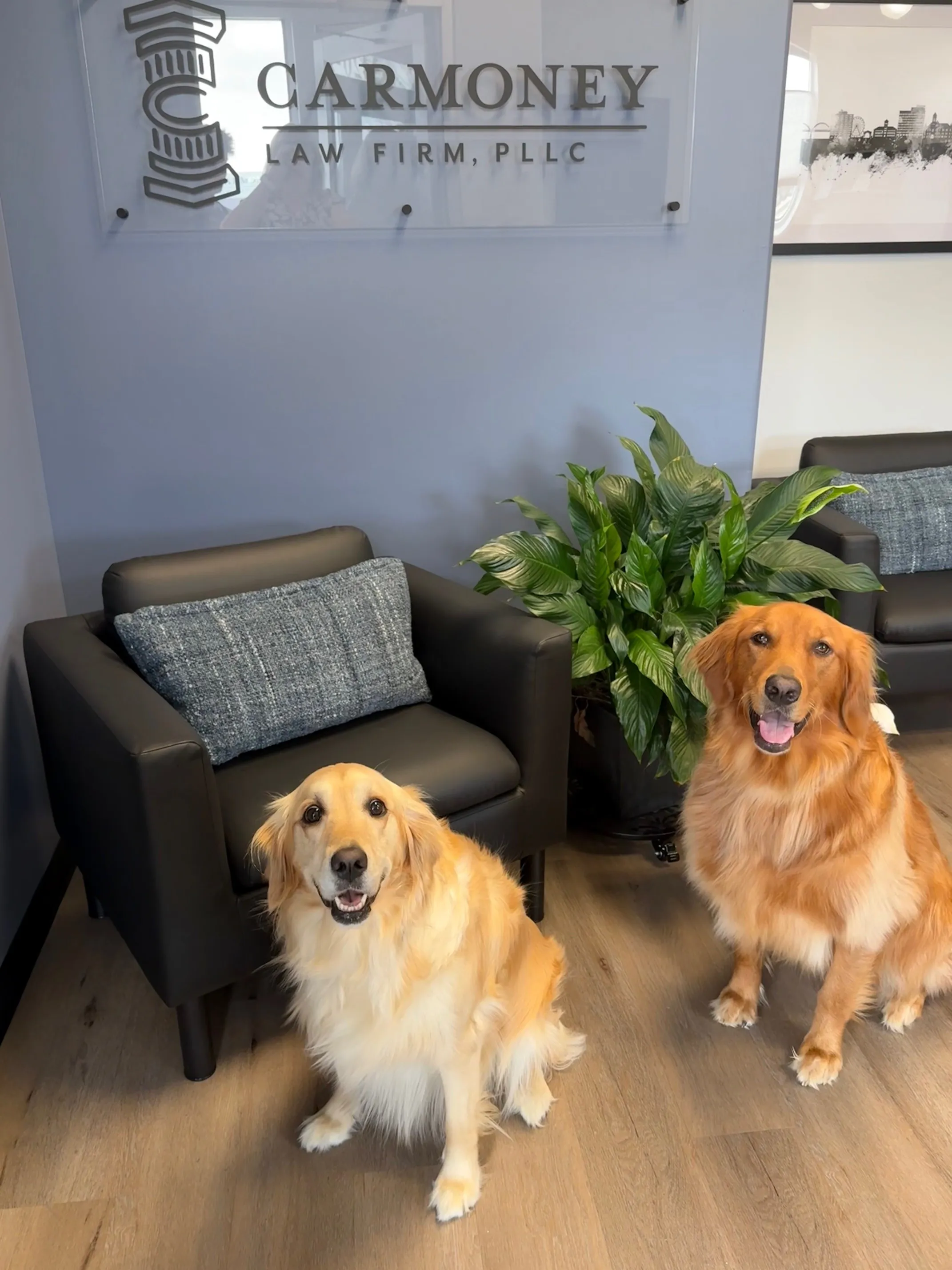 Reception area of Carmoney Law Firm with two golden retrievers and black chairs.
